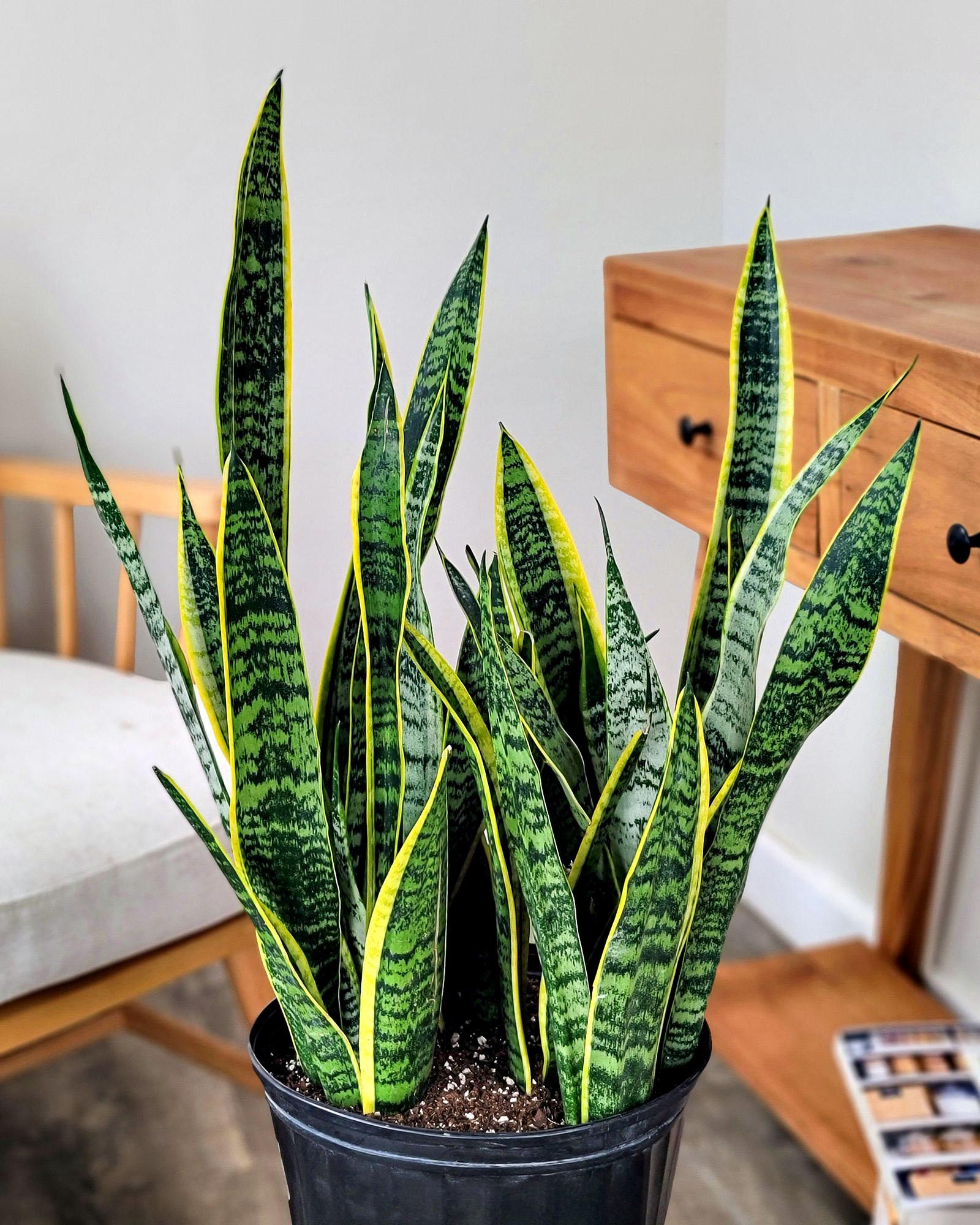 Snake Plant